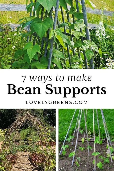 A comprehensive look at DIY bean supports and bean trellises for growing climbing beans. Includes the best way to grow beans using the three sisters method, controlling pole bean growth, and instructions for making a bean teepee trellis and a double row bean trellis #garden #diygarden #vegetablegarden Bean Trellis Diy, Pole Bean Trellis, Green Bean Trellis, Green Beans Garden, Hawaii Farm, Garden Beans, Climbing Beans, Bean Trellis, Teepee Trellis