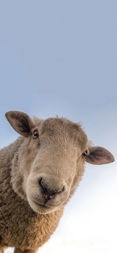 Animal Wallpaper 4K iPhone: Stunning High-Resolution Wildlife Backgrounds for Your Device Sheep Wallpaper Cute, Sheep Phone Wallpaper, Animal Screen Savers, Sheep Background Wallpapers, Sheep Wallpaper Iphone, Sheep Wallpaper Aesthetic, Sheep Background, Arabic Pictures, Sheep Aesthetic