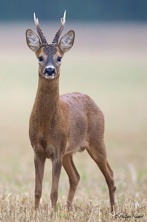 Water Deer, Deer Species, Hunting Pictures, Moose Deer, Deer Photos, Cute Ducklings, Wild Animals Pictures, Deer Family, Roe Deer