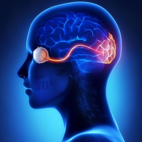 The human eye is a complex organ supported by several systems and structures functioning together to provide us with our sense of sight (see Fig. 1). This activity focuses on how the principles of geometric optics apply to the images formed by the human eye. Cortical Vision Impairment, Cortical Visual Impairment, Eye Anatomy, Optic Nerve, Nerve Fiber, Vision Therapy, Vision Problems, Human Eye, Anatomy And Physiology