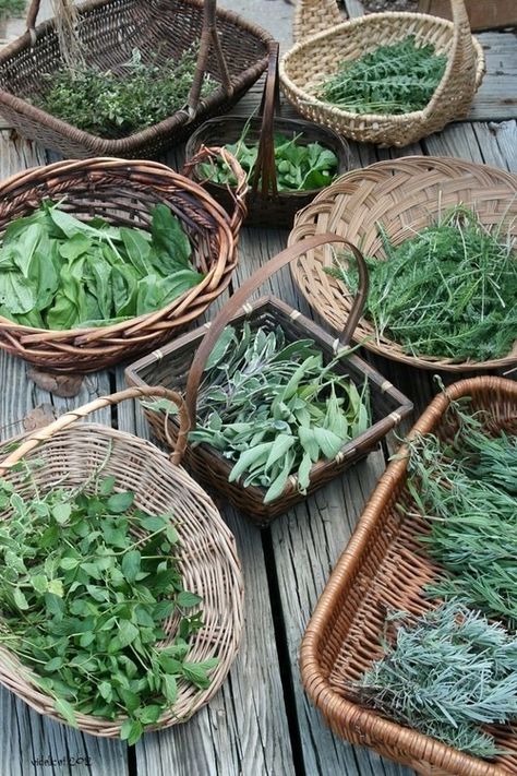 Healing Herbs, Growing Herbs, Edible Garden, Kitchen Garden, Drying Herbs, Permaculture, Herb Garden, Fresh Herbs, Farm Life