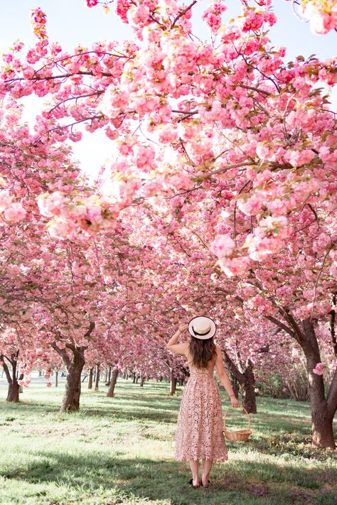 5 Secret Places to See Cherry Blossoms in Washington DC like a Local!  Cherry blossoms in DC, the best guide for avoiding the crowds! #washingtondc #cherryblossoms Cherry Blossom Washington Dc, Springtime Photos, Cherry Blossom Dc, Cherry Blossom Pictures, Spring Portraits, Spring Photoshoot, Sakura Tree, Spring Photos, Pink Trees