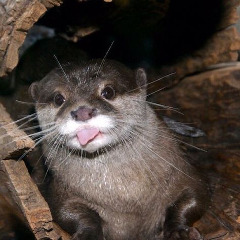 crazy otter floof! Silly Otter Pictures, Happy Otter, Funny Otter, Nice Smile, Otters Cute, Otter Love, Baby Otters, Shirts Short Sleeve, Super Cute Animals