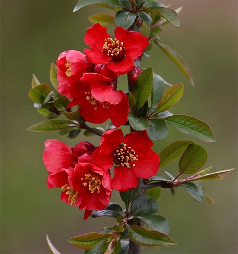 A flower from the Cydonia tree. Flowering Quince, Red Garden, Airbrush Art, Shade Trees, Pretty Plants, Flower Art Painting, Flowering Trees, Exotic Flowers, Flower Photos