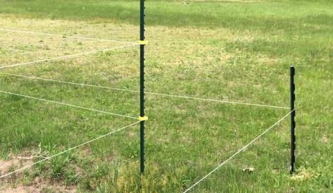 Solar Electric Fence, Cheap Garden Fencing, Deer Fencing, Deer Garden, Deer Resistant Garden, Deer Proof, Cattle Panels, Fence Options, Deer Fence