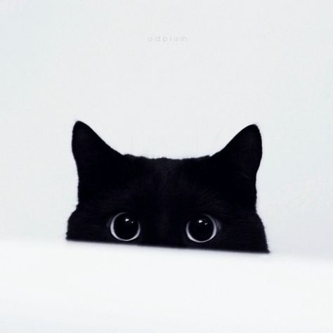 peeping cat Hello Cute, A Black Cat, Here Kitty Kitty, I Love Cats, Wallpaper Phone, Kitty Kitty, Cats Meow, Cat Tattoo, Cute Kittens