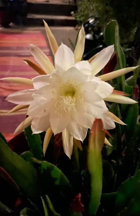 Fishbone Cactus Care Guide – Garden For Indoor Fish One Cactus, Fishbone Cactus Flower, Fish Bone Cactus, Fishbone Cactus, Cactus Bloom, Cactus Care, New Roots, Cactus Flower, Fish Bone