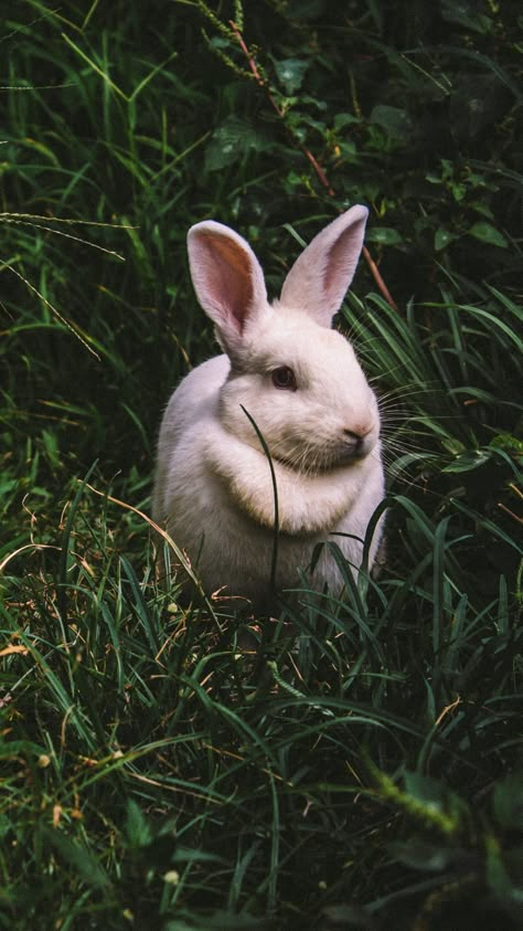 Cute Wallpapers Iphone, Rabbit Breeding, Shree Ram Photos, Rabbit Information, Wildlife Wallpaper, White Wallpaper For Iphone, Rabbit Wallpaper, Silly Rabbit, Cute Instagram Captions