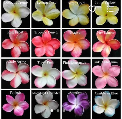 An assortment of Plumerias also known as Frangipani Flores Plumeria, Plumeria Tattoo, Plumeria Tree, Hawaii Flowers, Fire Dancer, Plumeria Flowers, Nothing But Flowers, Flower Names, Flower Therapy