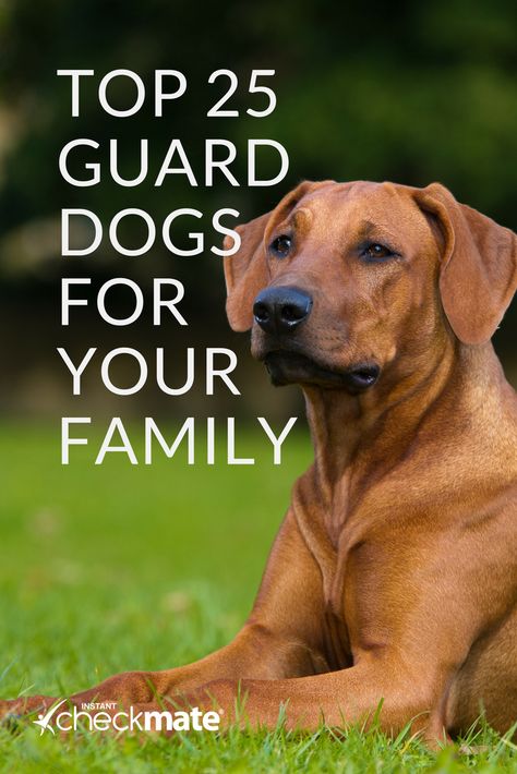 Best Guard Dog Breeds, Protective Dog Breeds, Beauceron Dog, Dog Breeds Chart, Family Dogs Breeds, Guard Dog Breeds, Protective Dogs, Best Guard Dogs, Best Dogs For Families