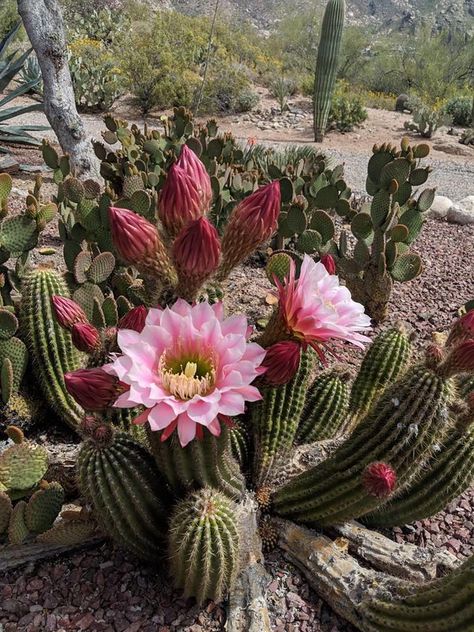 Prickly Pear Flowers, Red Cactus, Cactus Paintings, Fall Gardening, Cactus Photography, Garden Tattoo, Arizona Cactus, Planting Tips, Blooming Cactus