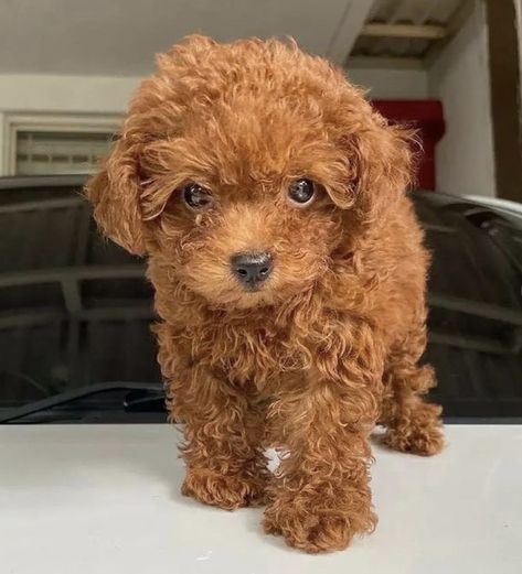 Teacup Poodle Full Grown Teacup Poodle Full Grown, Micro Teacup Poodle, Teacup Poodles For Sale, Puppy Photoshoot, Teacup Poodle Puppies, Micro Teacup Puppies, Small Poodle, Toy Poodle Puppy, Teacup Poodle