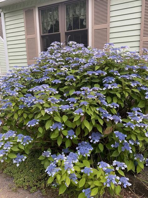 Zone 6b Garden | My Lace Cap hydrangea blossoms are so prolific this year | Facebook Lace Cap Hydrangea, Lace Caps, Hydrangea, Blossom, Lace, Plants