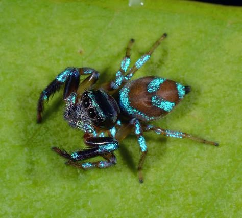 Shiny blue jumping spider (perhaps Thiania bhamoensis) | Flickr Colorful Jumping Spider, Spider Breeds, Cool Looking Spiders, Colourful Spiders, Bold Jumping Spider, Unique Spiders, Pretty Spiders, Colorful Spiders, Cool Spiders