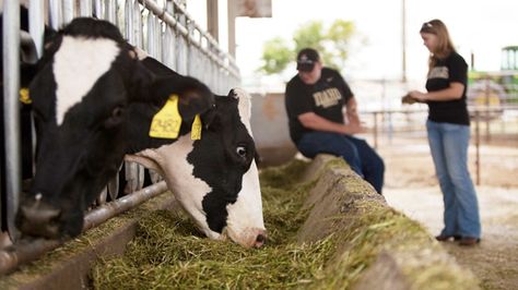 Even though dairy products lead the way in Idaho for agricultural revenue, this state is still known for it's potatoes. The Idaho potato is known around the globe, and 2/3 of all the processed potatoes produced in the U.S. are grown in Idaho. Gado Leiteiro, Cattle Feed, Veterinary Science, Farming Business, Dairy Cattle, Animal Husbandry, Animal Agriculture, Cattle Farming, Milk Production