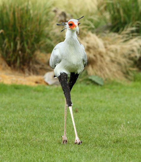 Secretary Bird, Most Beautiful Birds, Unusual Animals, Rare Animals, Funny Birds, Airbrush Art, Exotic Birds, Pretty Birds, Weird Animals