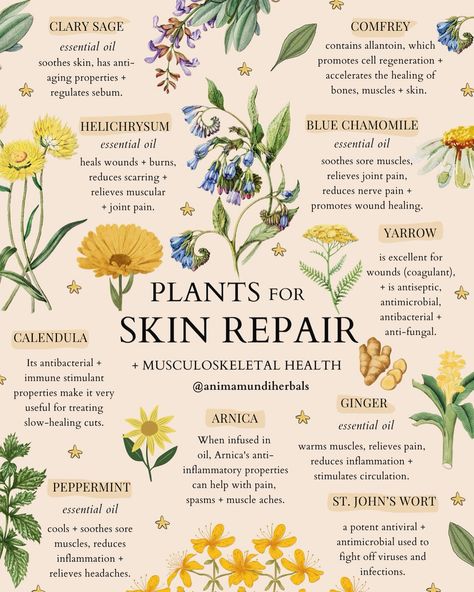 What are some of your most favorite and powerful ways to nourish and protect the skin? 🪷A vital gateway to keeping beautiful skin is through our microbiome. All these plants are deeply nourishing for us, inside and us, providing a whole lot more than just beautiful skin. 💌In this week’s guide to Essential Oils for Skin + Musculoskeletal Health, we delve into the top botanical treasures, focusing on their potent benefits for both skincare and musculoskeletal health. The majority of these oil... Plant Remedies, Herbal Remedies Recipes, Medicinal Herbs Garden, Medical Herbs, Magia Das Ervas, Natural Alternatives, Witch Stuff, Magic Herbs, Herbal Apothecary