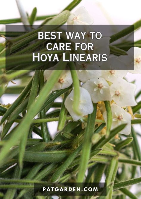 Discover the best way to care for Hoya Linearis and keep this stunning plant thriving with our expert tips and advice. Learn how to water, fertilize, and propagate this unique species. Hoya Linearis, Hindu Rope Plant, Rooting Hormone, Organic Fertilizer, Organic Plants, White Leaf, Organic Matter, Tips And Advice, All About Plants