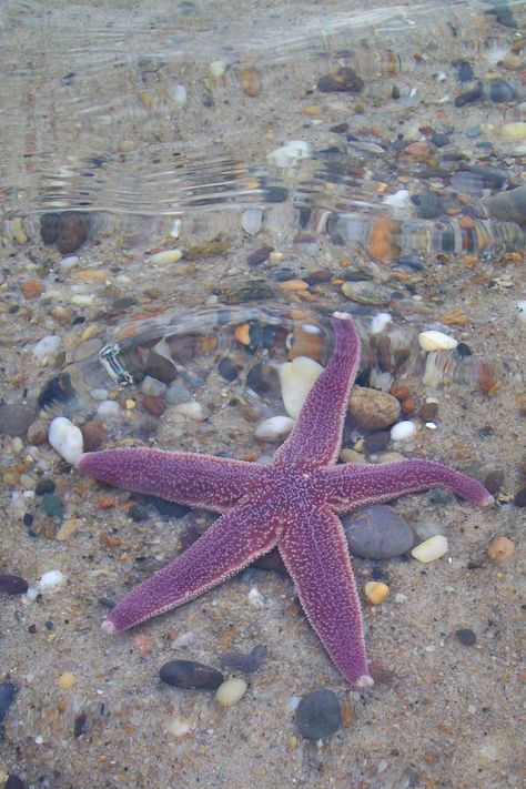 Starfish Below the Waves | I loved the purple color of this … | Flickr Purple Mermaid Aesthetic, Nauset Beach, No Ordinary Girl, Purple Beach, Scene Setters, Coconut Dream, Purple Vibe, Purple Mermaid, Summer Icon