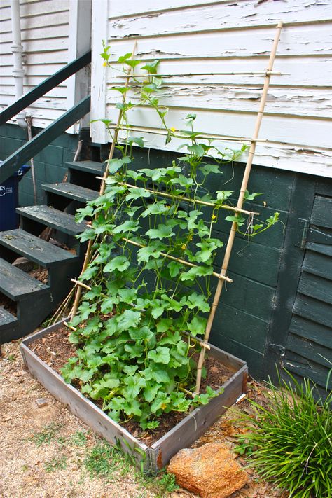 Honeydew Melon Vines on a Trellis Pea Trellis, Fenced Vegetable Garden, Vertical Vegetable Gardens, Landscaping Layout, Diy Garden Trellis, Bamboo Trellis, Vertical Vegetable Garden, Plants Growing, Garden Vines