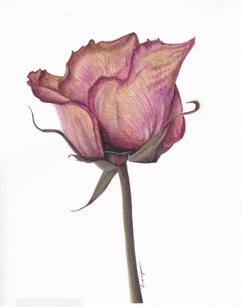 Watercolour botanical art painting of dried rose by artist Carole Rodrigue Withered Flower Illustration, Withered Rose Drawing, Dried Flower Drawing, Rose Wilting, Rose Drawing Watercolor, Rose Watercolour, Roses Illustration, Wilted Rose, Withered Rose