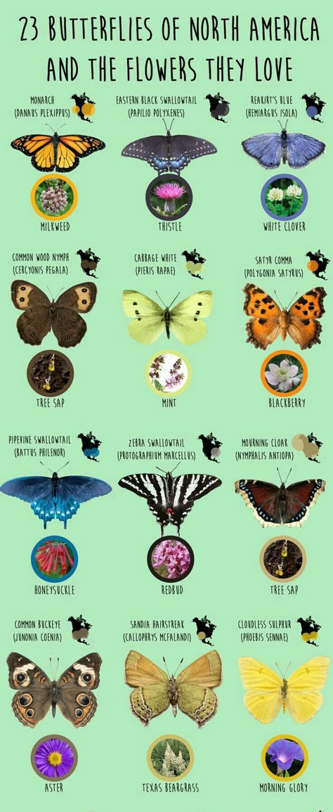 What Flowers Do Butterflies Like, Types Of Butterflies Chart, Butterfly Types And Meanings, Different Kinds Of Butterflies, Butterflies Species, Butterfly Types, Flowers For Butterflies, Butterfly Facts, Monarch Butterfly Garden