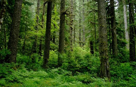 Biome Drawing, Different Types Of Forests, Temperate Deciduous Forest, Temperate Forest, Norway Forest, Rainforest Biome, Types Of Forests, Oregon University, Oregon Forest