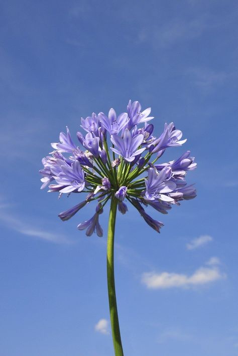 Agapanthus Flowering: Bloom Time For Agapanthus Plants Agapanthus Plant, Agapanthus Africanus, African Lily, Purple Flowers Wallpaper, Lily Plants, Flowers Blooming, Garden Route, Healthy Garden, Flower Therapy