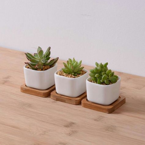 Types Of Succulents Plants, Kaktus Dan Sukulen, White Flower Pot, Plants Aesthetic, Planting Pots, Indoor Flower Pots, Plastic Flower Pots, Floor Plants, White Plants