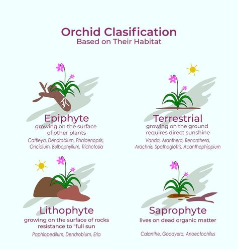 classification of orchid flower collection. Catteleya, Mokara, Phalaenopsis, Dendrobium and Vanda Orchid House, Vanda Orchids, Orchid Show, Flora Flowers, Dendrobium Orchids, Vector Food, Flower Collection, Organic Matter, Orchid Flower