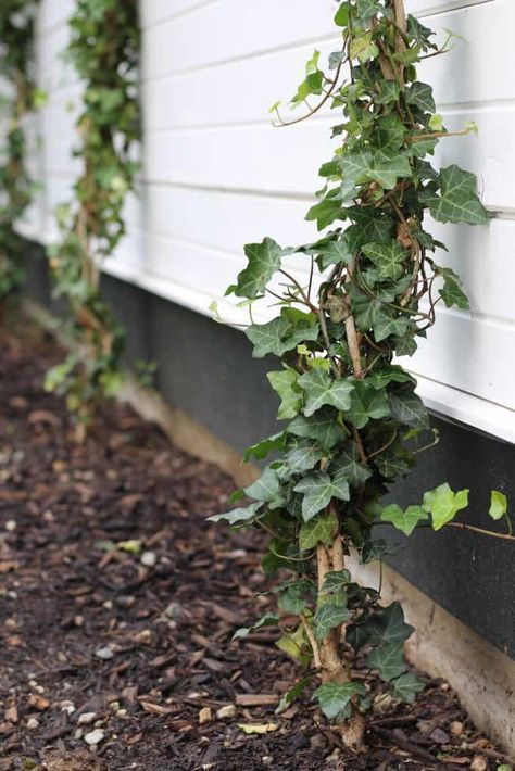 Ivy Trellis, Small Trellis, Wire Trellis, Ivy Plant, Ivy Wall, Outdoor Trellis, Backyard Plants, European Garden, Diy Trellis