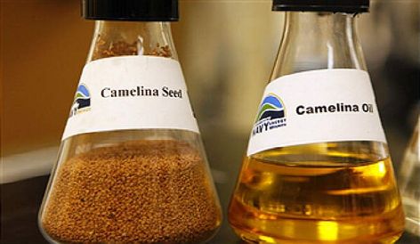 Camelina Oil Benefits, Camelina Oil, Hair Massage, Vegetable Protein, Flaxseed Oil, Oil For Hair, Oil Benefits, Essential Fatty Acids, Cosmetic Products