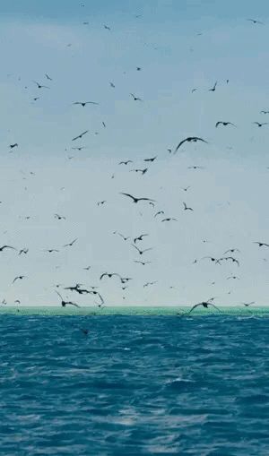 Beach In Sight GIF Soothing Images, Beau Gif, Animiertes Gif, Gif Photo, Amazing Gifs, Flock Of Birds, Flowers Gif, Moon Photography, Montage Photo