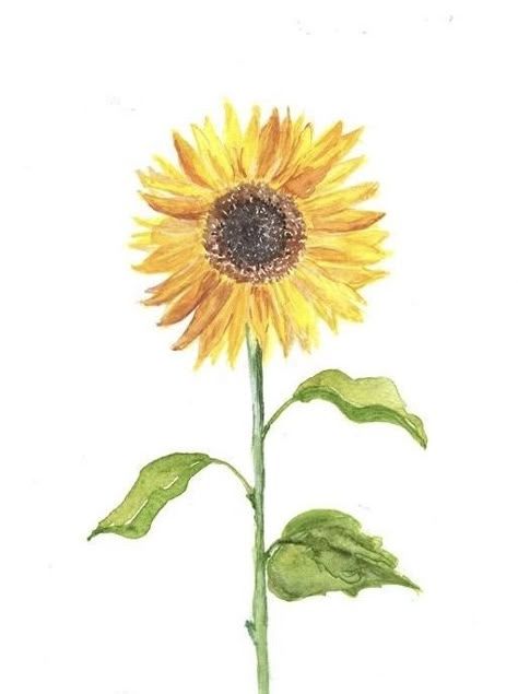 Sunflower Watercolor Painting, Sunflower Drawing, Watercolor Supplies, Sweet William, Sunflower Wallpaper, Wall Bathroom, Watercolor Prints, Sunflower Painting, Sunflower Art