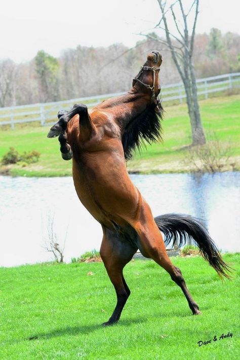 Horse Rearing, Animal Action, Horse Anatomy, Horse Names, Horse Jumping, Cute Horses, Horse Photos, Pretty Horses, Wildlife Animals