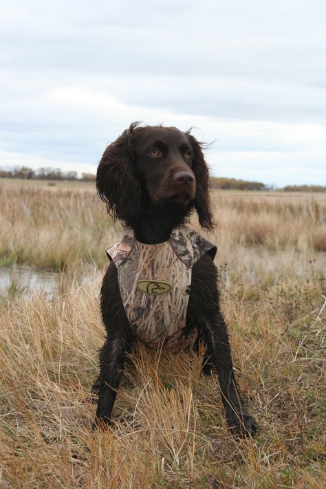 Boykin Spaniel. German Spaniel, Waterfowl Hunting Gear, Working Spaniel, Dogs Hunting, Duck Dog, American Water Spaniel, Goose Hunting, Brown Dogs, Boykin Spaniel