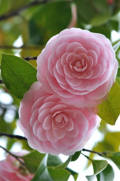 pretty camellia flower bush Camellia Plant, Pretty Flowers Pictures, Flower References, Very Beautiful Flowers, Camellia Flower, Nothing But Flowers, Aesthetic Flowers, Pink Garden, Flower Therapy