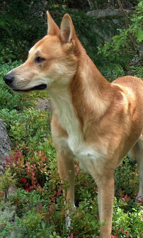 Carolina Dog American Dingo, Cardboard Masks, 3rd Child, Dingo Dog, Canaan Dog, Carolina Dog, Rare Dogs, American Dog, Street Dogs