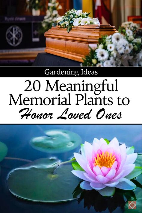 Looking for a special way to honor the memory of a departed loved one? Explore these 20 beautiful plants that can transform your garden into a peaceful, living tribute. From flowering perennials to symbolic evergreens, these plants represent love, remembrance, and peace. Whether you're a gardening beginner or enthusiast, create a serene space that celebrates cherished memories. Save this pin to your gardening board and discover more ways to memorialize your loved ones. Memorial Garden Ideas, Memorial Plants, Flowering Perennials, Peaceful Living, Thriving Garden, Indoor Plant Care, Beautiful Plants, Losing A Loved One, Sustainable Garden