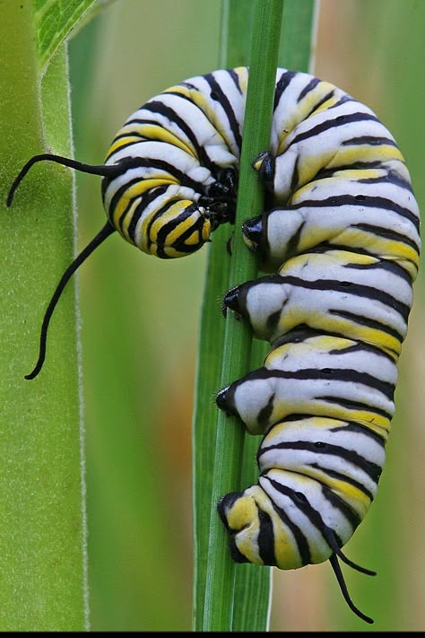 Common Milkweed, Caterpillar Art, Caterpillar Insect, Monarch Caterpillar, Cool Bugs, Beautiful Bugs, Creepy Crawlies, Arthropods, Insect Art