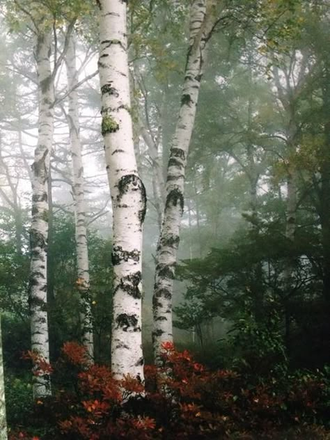 . Birch Tree Art, Birch Forest, Aspen Trees, Beautiful Trees, 수채화 그림, Silver Birch, Tree Hugger, Birch Trees, Tree Forest