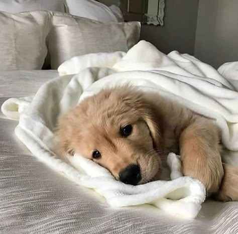 Jun 10, 2021 - This Pin was discovered by Lils. Discover (and save!) your own Pins on Pinterest Cutee Animals, Weekend Mood, Very Cute Dogs, Really Cute Dogs, Baby Animals Pictures, Cute Dog Pictures, Cute Little Puppies, Cute Animals Images