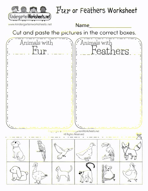 Free Printable Fur or Feathers Worksheet for Kindergarten Science Kindergarten Worksheets, Kindergarten Science Worksheets, Animal Habitats Preschool, Animal Classification Worksheet, Kindergarten Science Experiments, Free Science Worksheets, Science Kindergarten, Worksheet For Kindergarten, Animal Classification