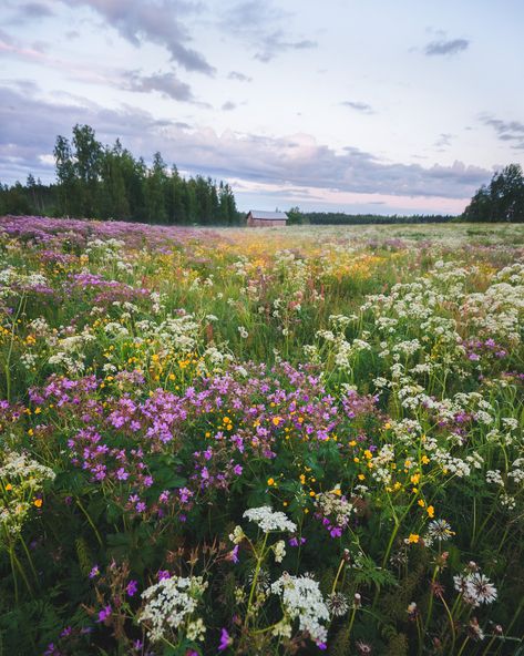 Meadow Photography, Summer Night, Flower Field, Pretty Places, Photo Reference, Summer Colors, Summer Nights, Nature Pictures, Beautiful Landscapes