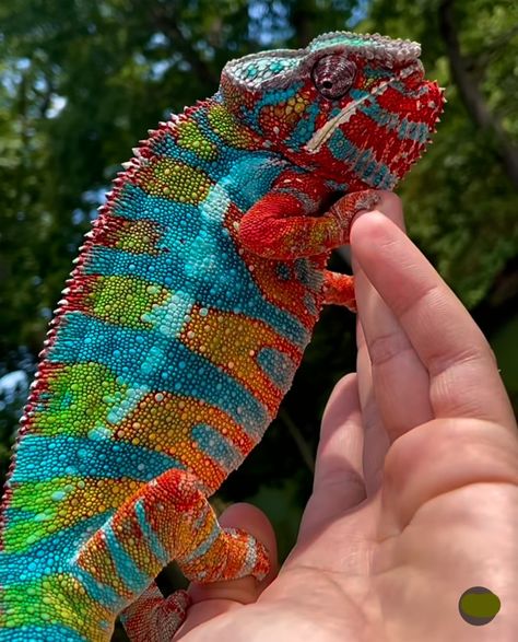 Giant "Rainbow" Ambilobe Panther Chameleon | via @jurassicexotics Panther Chameleon, Creepy Animals, Cute Lizard, Hippy Room, Reptile Habitat, Cute Reptiles, Reptile Enclosure, Chameleons, Reptiles Pet