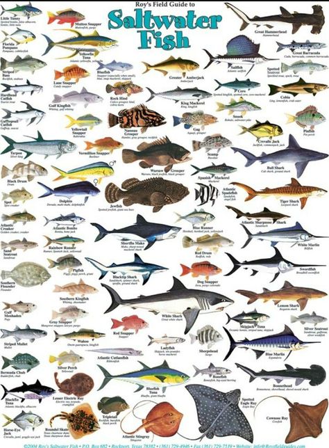 Fish Chart, Marine Creatures, Salt Water Fishing, Salt Water Fish, Saltwater Fish, Fishing Techniques, Fishing Knots, Fishing Supplies, Types Of Fish