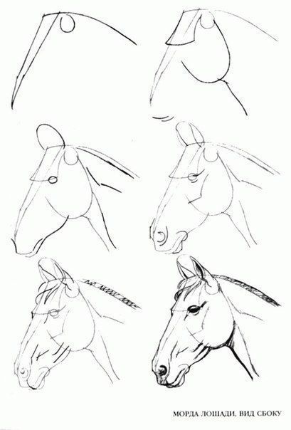 Horse Head Drawing, Easy Pencil Drawings, Tre Kunst, Beautiful Pencil Drawings, Drawing Horses, Horse Art Drawing, Horse Sketch, Drawing Animals, Horse Drawing