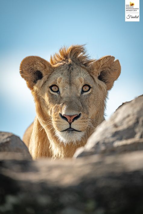 Big Cats Photography, Panthera Leo, Lion Photography, Beautiful Lion, Lion Wallpaper, Male Lion, Cat Reference, Pretty Animals, Lion Art