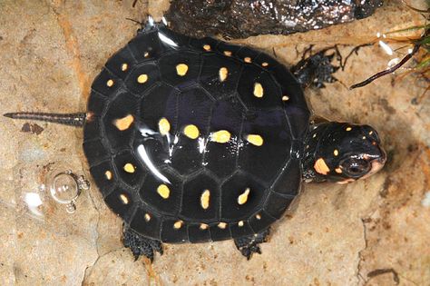 Yellow Spotted Turtle (Geelgestipte schildpad) Pond Turtle, Spotted Turtle, Danger Noodles, Animals Around The World, Baby Sea Turtles, Turtle Pond, Snapping Turtle, Tortoise Turtle, Tiny Turtle