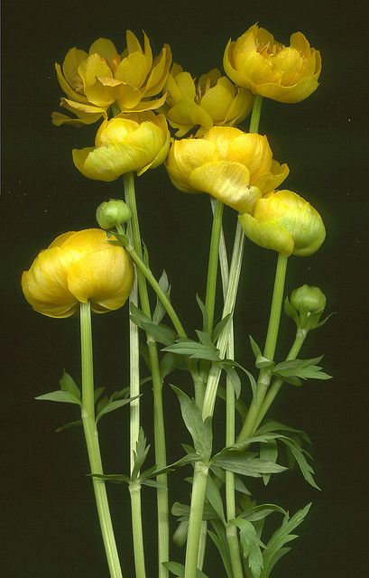 horticultural art Globe Flower, Tattoo Plant, Delphinium, Mellow Yellow, Flower Beauty, Beautiful Blooms, Flower Pictures, Plant Life, Love Flowers